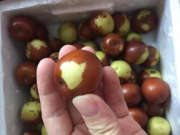 亞馬遜:商品評(píng)論: 秋里紅 黃驊鮮冬棗5斤 保鮮盒裝 黃驊孔店冬棗示范基地 現(xiàn)摘現(xiàn)發(fā)(當(dāng)天下單,通常第二天采摘、發(fā)貨)