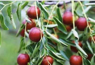 黃驊冬棗:滄州黃驊特產(chǎn)紅棗,國(guó)家地理標(biāo)志產(chǎn)品,黃驊產(chǎn)地寶-黃驊冬棗