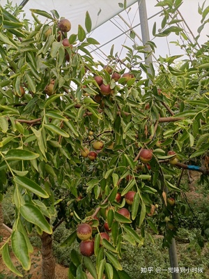 哪里的冬棗最好?山東沾化、河北黃驊、陜西大荔,還是山西、新疆江西或其他地方?