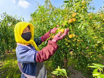 黃驊港海關(guān)助力黃驊冬棗開(kāi)拓國(guó)際市場(chǎng)