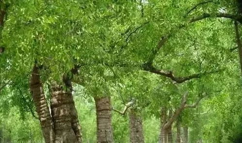 速看 河北這24個鄉(xiāng)村上榜 國家級 名單 有你的家鄉(xiāng)嗎