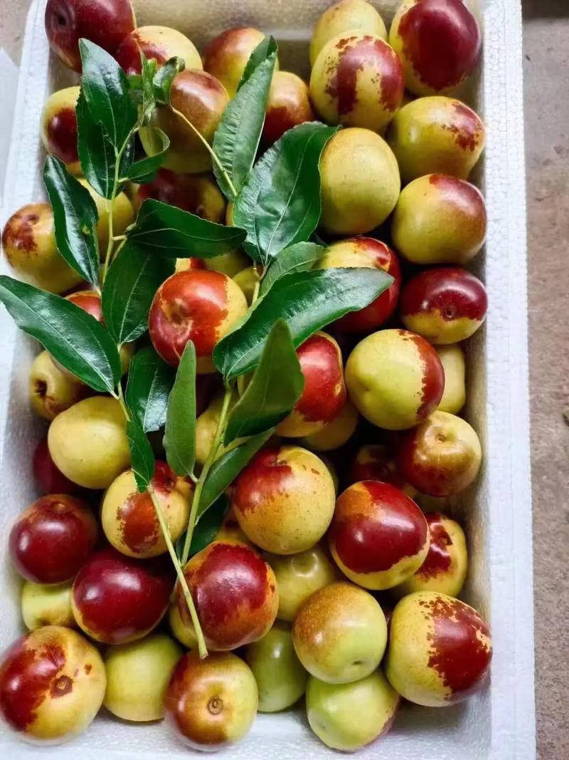 黃驊冬棗 自然饋贈(zèng)，甜美健康，等您下單