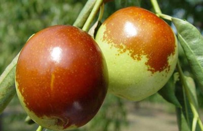 黃驊冬棗的營養(yǎng)價值與健康功效