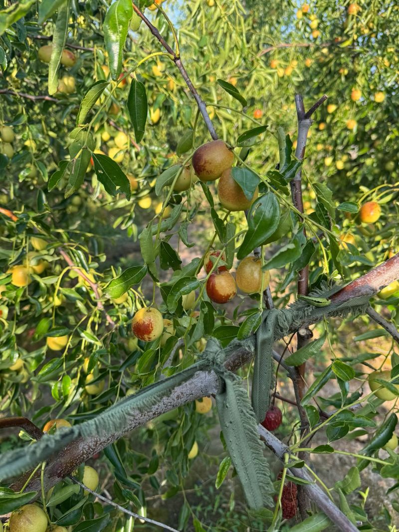 黃驊冬棗 河北滄州的“金疙瘩”，品質(zhì)與實(shí)惠的完美結(jié)合