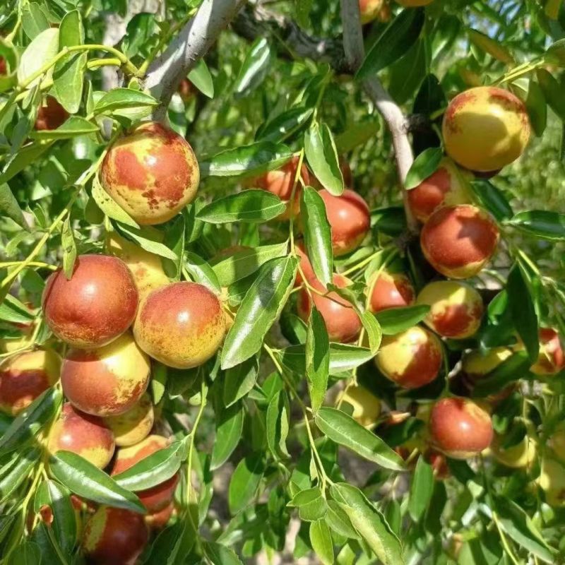 河北黃驊冬棗 雨前珍品，質(zhì)優(yōu)價(jià)美，批發(fā)首選